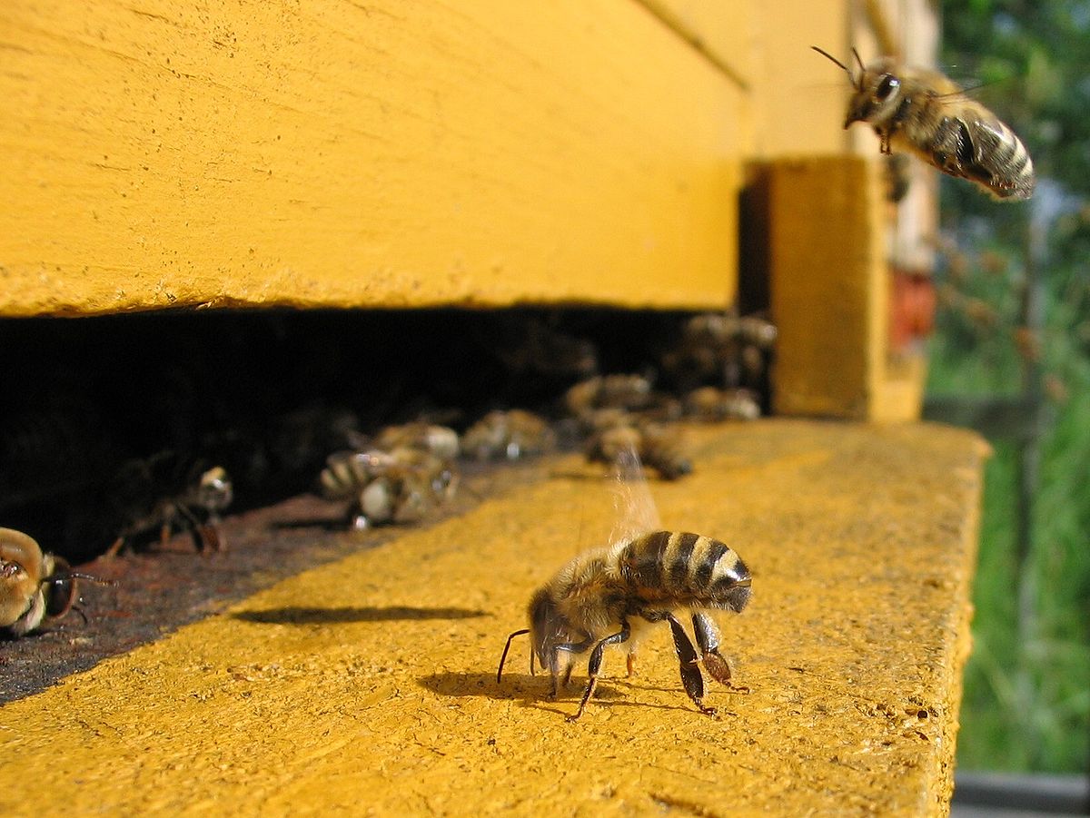 1200px-Honeybee-cooling_cropped